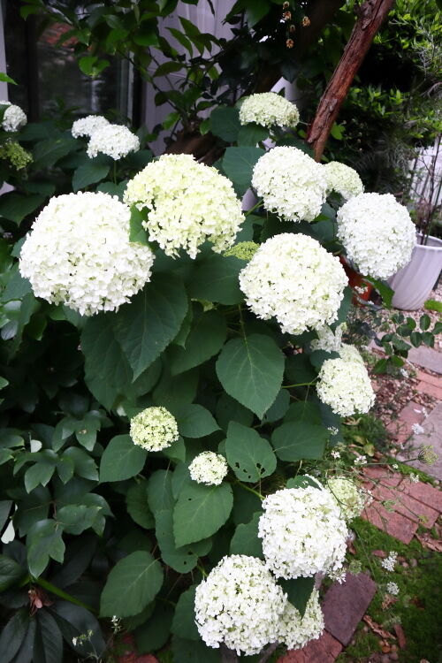 Alexの お薦めの植物シリーズ D 庭木 4 アナベル カシワバアジサイ Alex S Garden Party Alexの お薦めの植物シリーズ D 庭木 4 アナベル カシワバアジサイ Alex S Garden Party