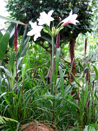 amarcrinum819