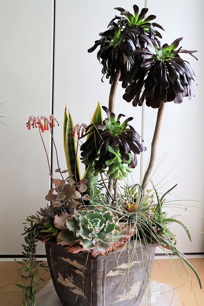 ひい♪ 多肉植物寄せ植え＊*º.:車:.ピアノ:.リース*:♡ wed0041.jpg