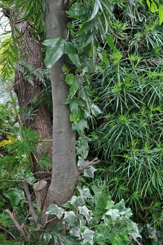 ivytree510_ms