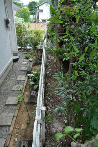 ivy510_ms