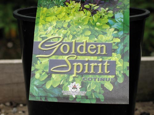 Cotinus 'Golden Spirit' 915_ms