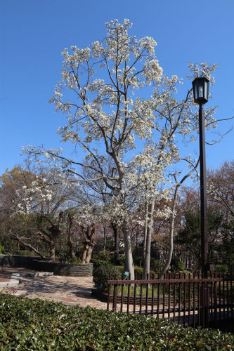 コブシ 我が家の庭木 ４６ Alex S Garden Party