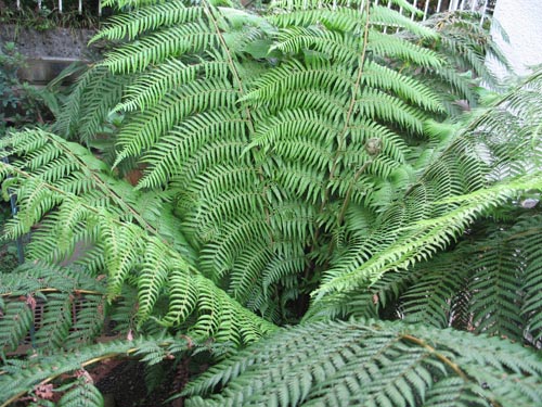 ２００８年総集編 羊歯編 Alex S Garden Party