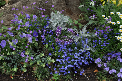 Convolvulus502b_ms