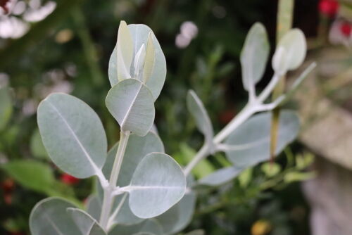 ユーカリ紫陽花ガーランド 紫陽花の縦長ガーランド 2個セット