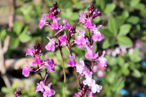 Linaria319bms