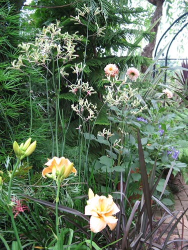 daylily628b