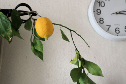 lemon130ms