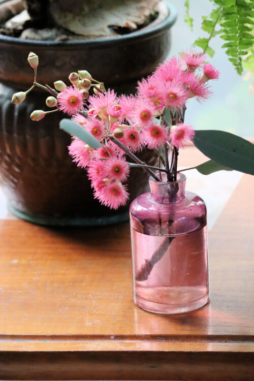 ピンクのユーカリの花 Alex S Garden Party