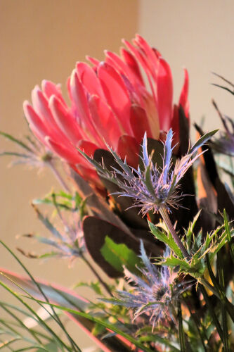 protea1121dms