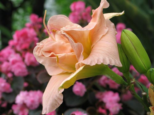 daylily625b