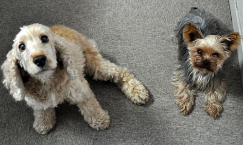 dogs615_ms