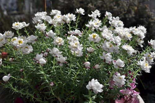 rhodanthe314b_ms