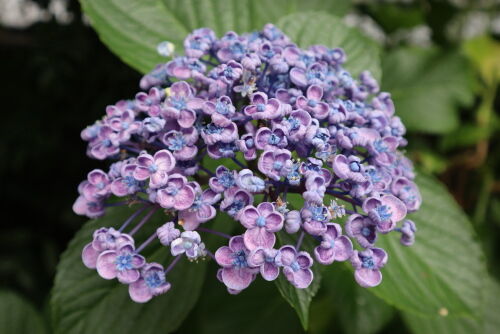 ひまわり】GIEN 紫陽花 アジサイ フランス プレート