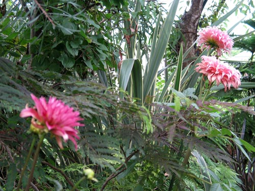 garden81b