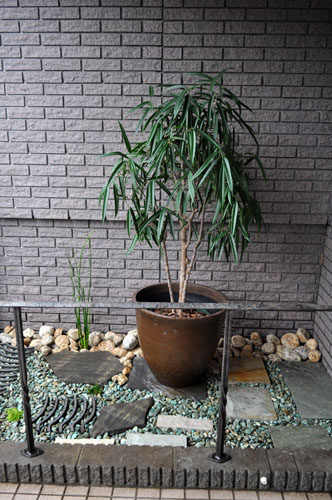 shounangomu622_ms