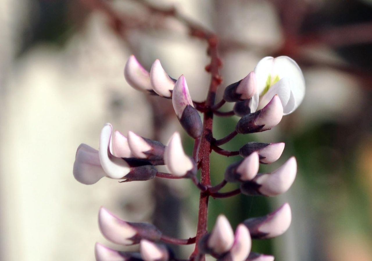 hardenbergia316c_ms
