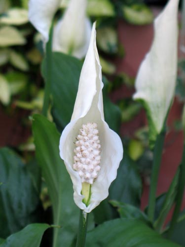 spath817b