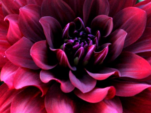 秋ダリア Alex S Garden Party