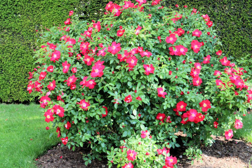redrose619ams