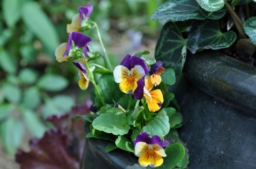 pansy1015 (500x330)
