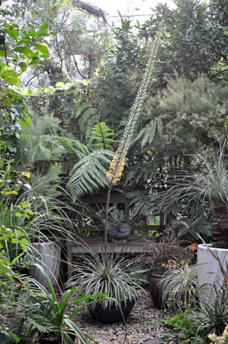 アガベ・ベネズエラが数十年に一度の開花 : Alex's Garden Party♪