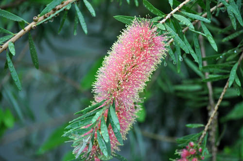 お薦めのボトルブラシ : Alex's Garden Party♪