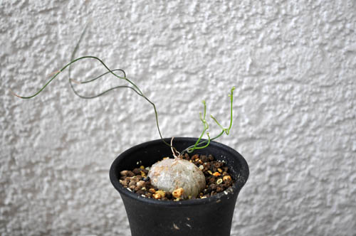 schizobasis intricata420_ms