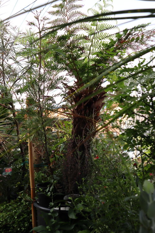 dicksonia518ams