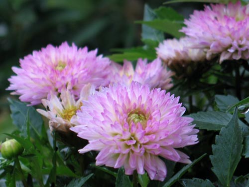 dahlia831
