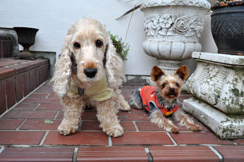 dogs517_ms