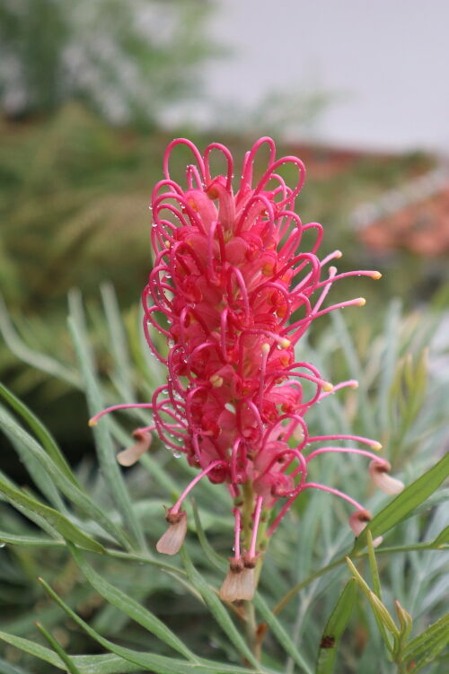 グレヴィレア バンクシー Alex S Garden Party