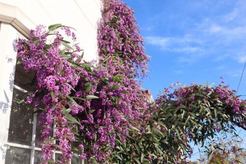 ハーデンベルギア・・・The Best 100 Plants in Alex's Garden