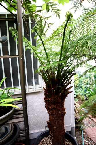 dicksonia512ms