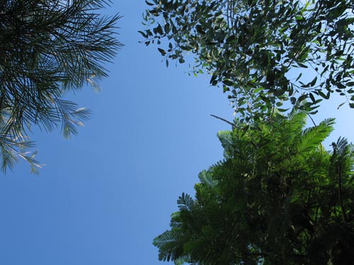 trees814