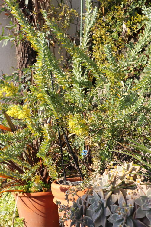 Alexの「お薦めの植物シリーズ」今日は、A.オージープランツ：9