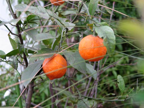 lemon331