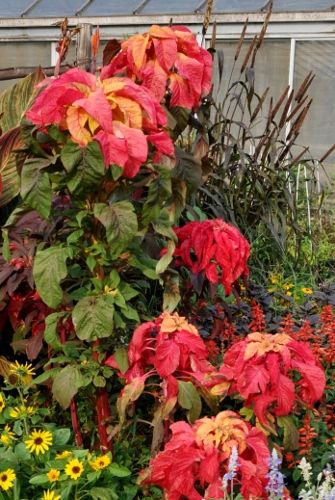 夏の花 １ ハゲイトウ Alex S Garden Party