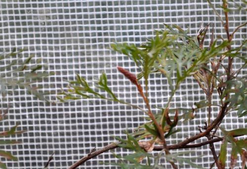 grevillea113_ms