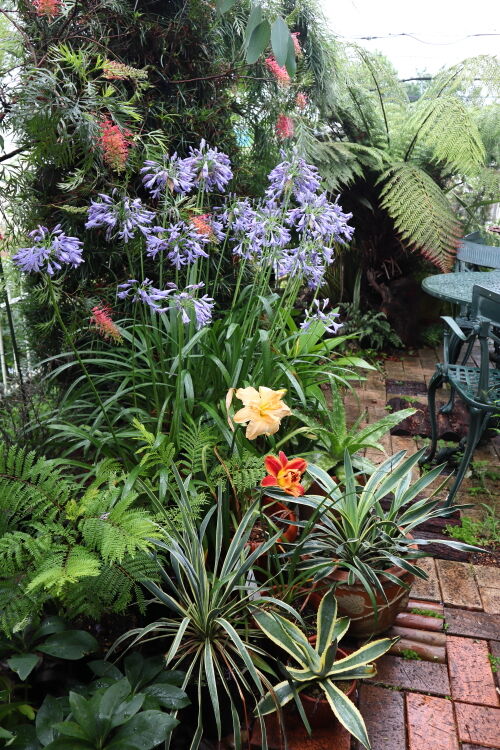 Alex S Garden Party ガーデニング Livedoor Blog ブログ