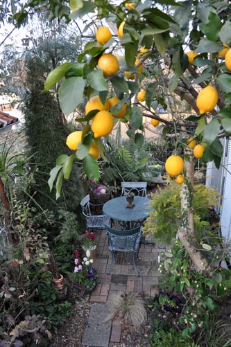 レモンの木のある庭 Alex S Garden Party
