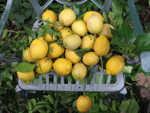 lemon615_ms