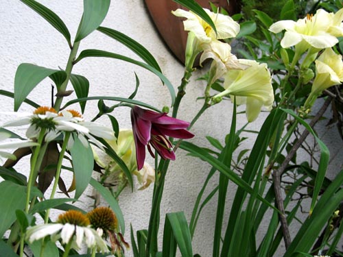 花と果実と音楽と犬と Alex S Garden Party