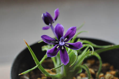Lapeirousia oreogena_ms
