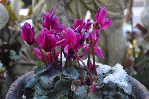 cyclamen126_ms
