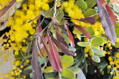 dodonaea308ms