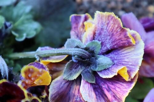 icepansy109ms