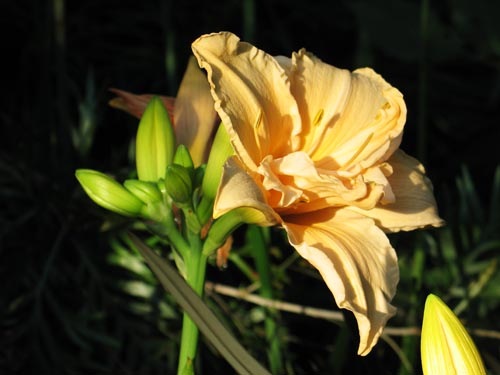 daylily629