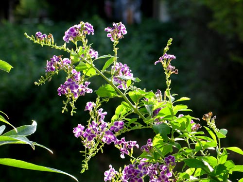 duranta917